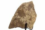 Fossil Turtle Shell Section w/ Metal Stand - South Dakota #335494-1